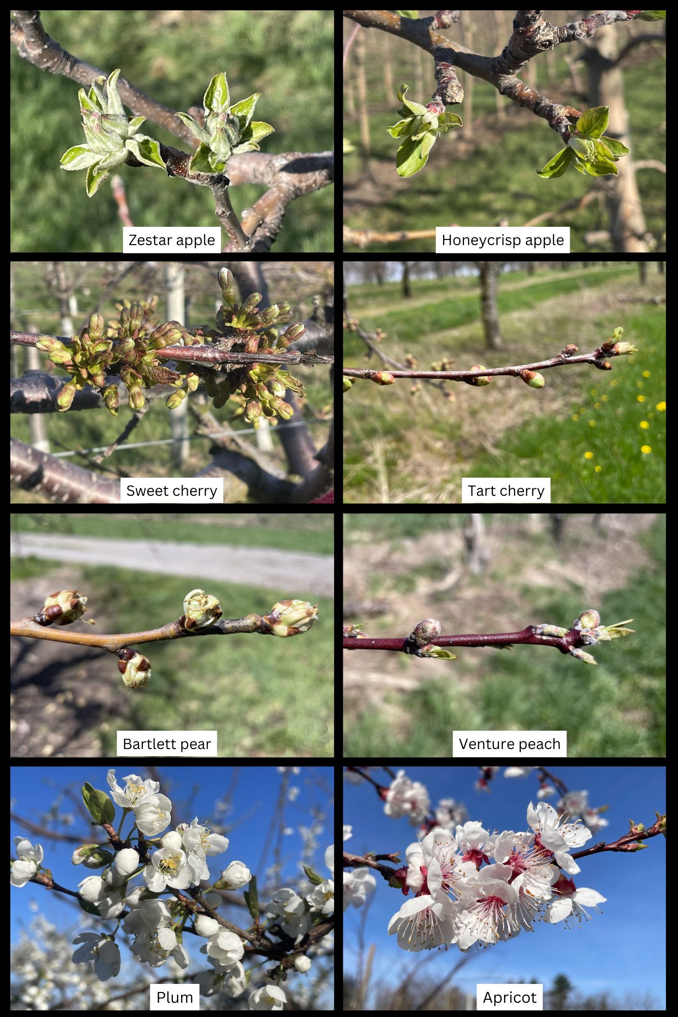Collage of fruit tree phenology stages. Top row shows Zestar and Honeycrisp apple buds with emerging green leaves. Second row shows sweet cherry with clustered flower buds and tart cherry with smaller, less developed buds. Third row shows Bartlett pear buds beginning to swell and Venture peach buds at early green tip. Bottom row shows plum and apricot trees in full bloom with white blossoms.
